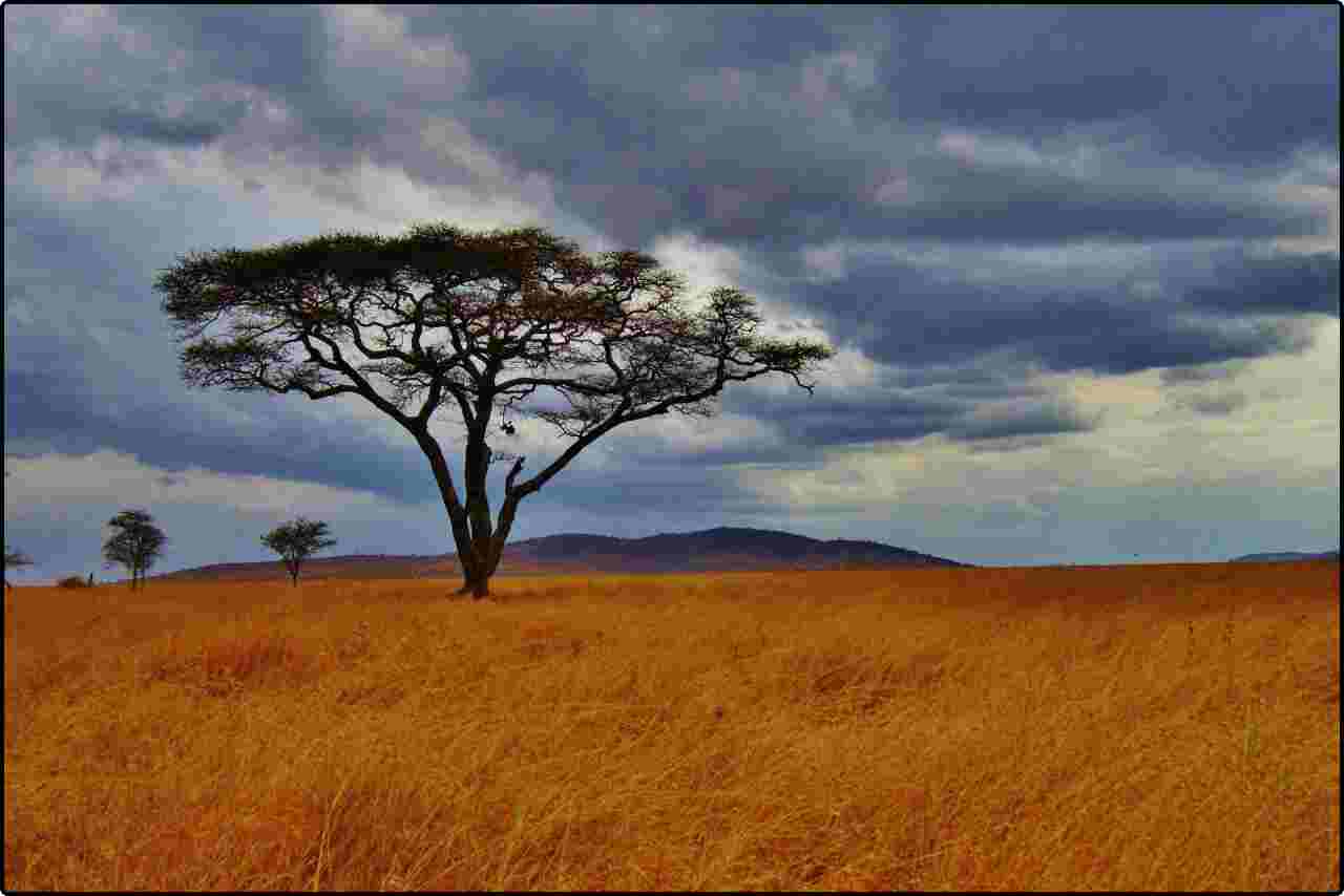 Acacia tree with its distinctive umbrella-shaped canopy in the open grasslands of the Serengeti.